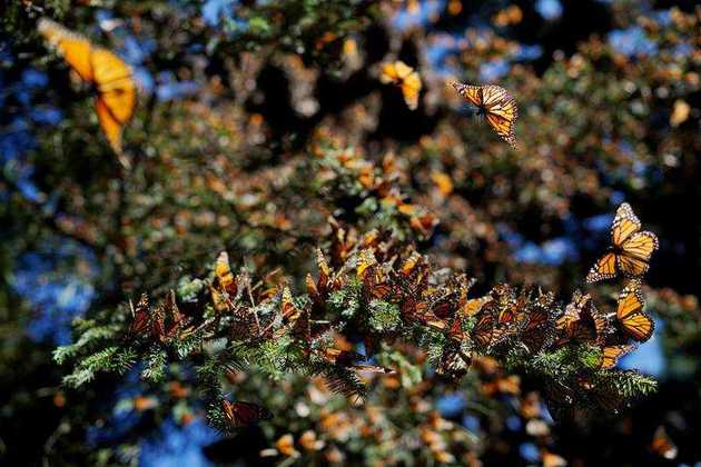Mariposa monarca,Peligro de extincion,Extincion
